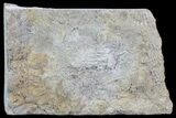 Fossil Crinoid (Camptocrinus) in Rock - Alabama #69057-1